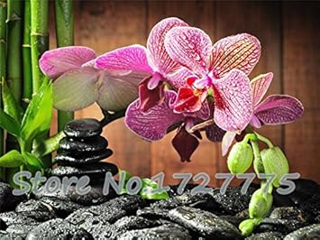 Pink Doritaenopsis Flower Seeds for Planting - 100 pcs for planting in your garden.