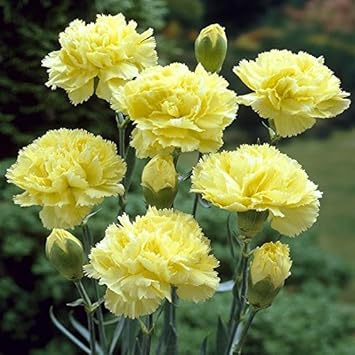 Heirloom Non-GMO Light Yellow Carnation Flower Seeds for Planting – Fragrant Garden Bloom Seeds