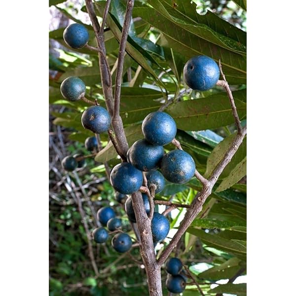 Rudraksha Fruit Seeds for Cultivating Spiritual & Medicinal Trees 100 Pcs pcs