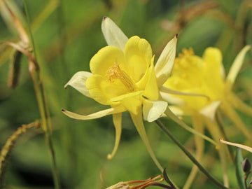 Akelei Pflanze Flower Seeds for Planting - NON GMO Seeds