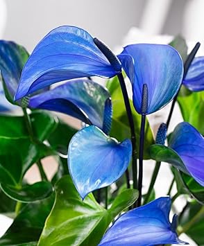 Anthurium Plant Seeds Heirloom Non GMO Planting - 100 pcs