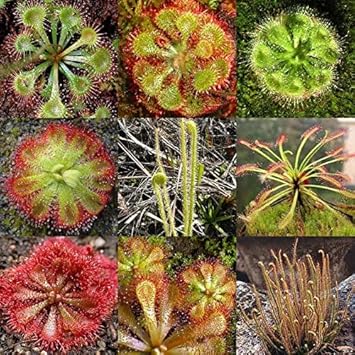 Heirloom Non-GMO Mixed Sundew Plant Seeds for Garden Growing â€“ Carnivorous Insect-Trapping Variety