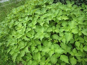 Green Perilla Plant Seeds for Planting-Flavorful Herb Gardens – Fresh Herb for Your Garden