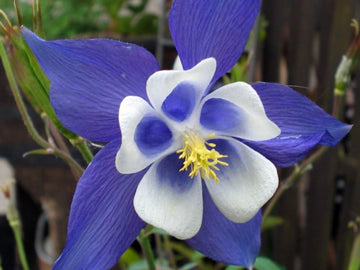 Columbine Flower Seeds Heirloom Non GMO Planting - 100 pcs