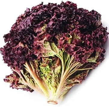 Black red lettuce Lactuca sativa seeds for planting in balcony garden