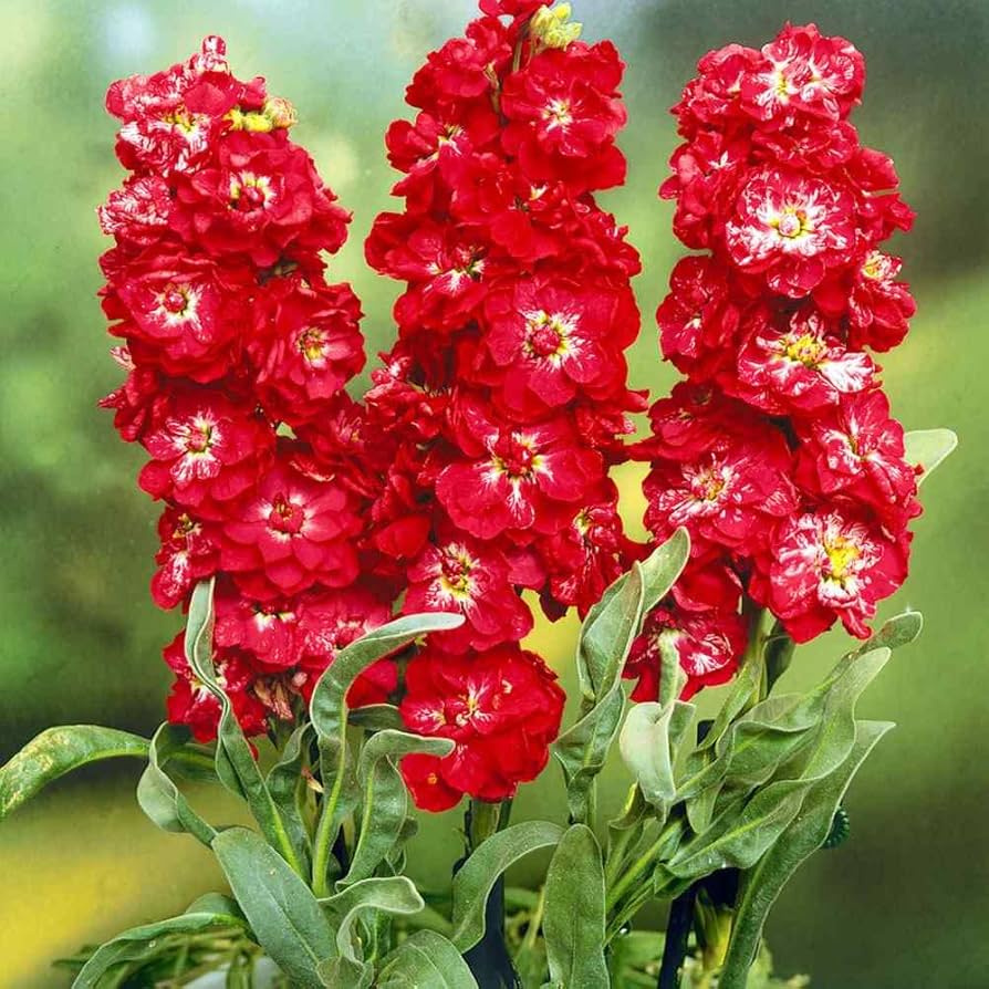 Red Matthiola Flower Seeds for Planting - 100 pcs for planting in your garden.