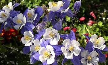 Colorado Flower Seeds for Garden Planting - NON GMO Seeds