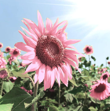 Organic Heirloom Non-GMO Baby Pink Sunflower Seeds for Planting – Unique Garden Blooms