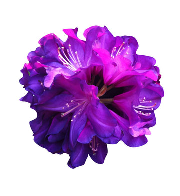 Heirloom Non-GMO Purple Azalea Flower Seeds for Planting – Vibrant Ornamental Shrub Seeds