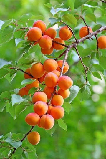 Apricot Fruit Seeds for Planting - Growing Delicious & Sweet Apricots at Home, GMO Free