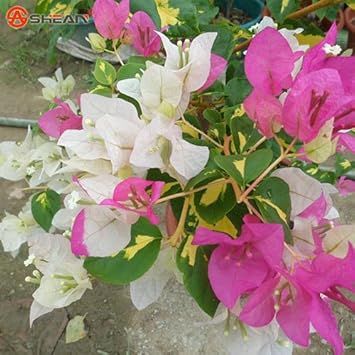 Mixed Bougainvillea Seeds – Organic, Heirloom, Non-GMO Plant Seeds for Planting