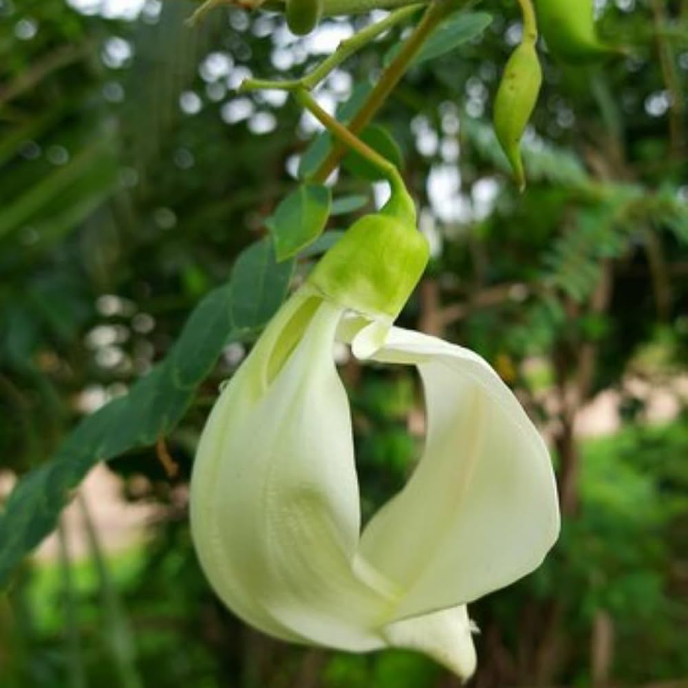 Heron Flower Seeds for Planting, NON GMO Seeds for planting in home garden