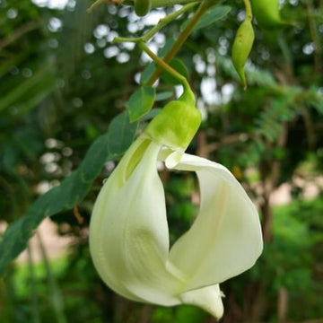 Heron Flower Seeds for Planting, NON GMO Seeds