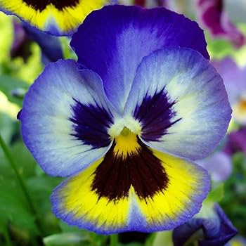 Blue Yellow Pansy Seeds for Planting – Organic Heirloom Non-GMO Flower Seeds