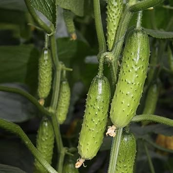 Bush Cucumber Cucumis sativus seeds for garden planting