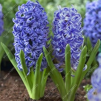 Organic Blue Hyacinth Flower Seeds for Planting – Heirloom, Non-GMO