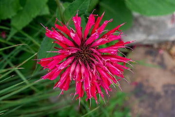 Pink Wild Bergamot Monarda Fistulosa Mintleaf Bee Balm Flower Seeds for Planting