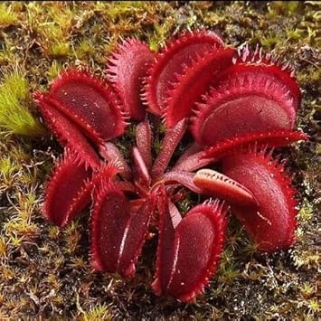 Insectivorous Plant Seeds for Planting - 100 pcs