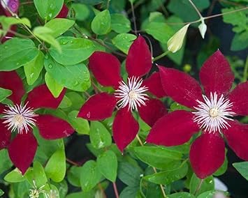 Clematis Flower Seeds Maroon for Planting - NON GMO Seeds