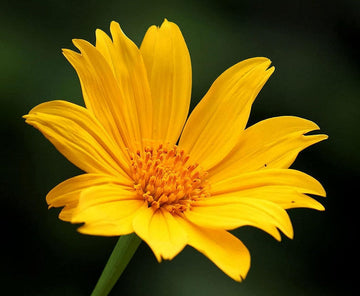 Tithonia Diversifolia Flower Seeds for Planting - 100 pcs
