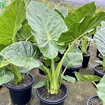 Alocasia Macrorrhiza Plant Seeds for Gardening - NON GMO Seeds