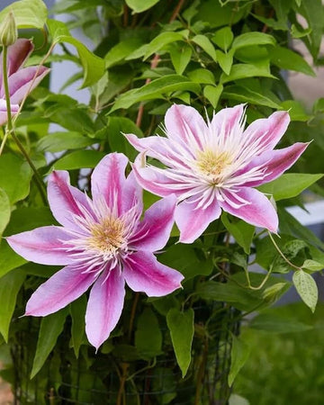 Heirloom Non-GMO Clematis Baby Pink Flower Seeds for Garden Planting – Delicate Climbing Blooms