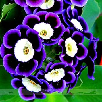 Blue Black Phantom Seeds for Planting – Organic, Heirloom, Non-GMO Flower Seeds