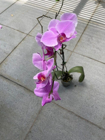 Cymbidium Flower Seeds for Garden Planting - NON GMO Seeds