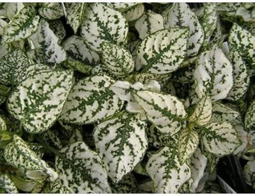 White Green Hypoestes Polka Plant Seeds for Planting - 100 pcs
