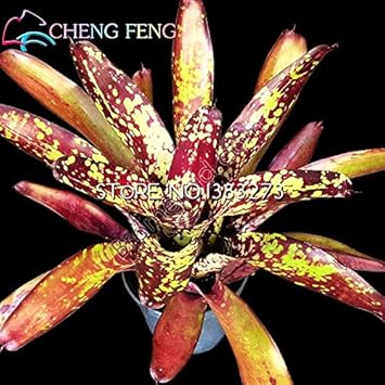 Red Bromeliad Plant Seeds for Planting - 100 pcs
