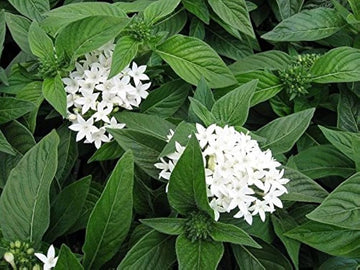White Pentas Starla Flower Seeds for Planting - NON GMO Seeds