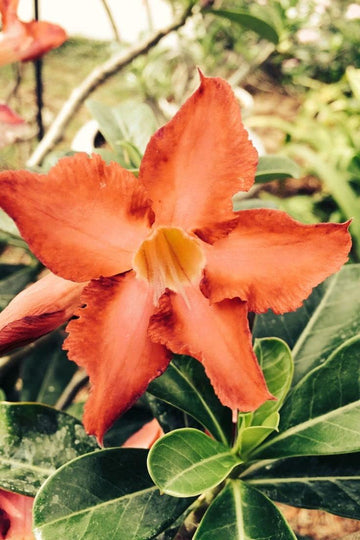 Orange Adenium Flower Seeds for Planting - NON GMO Seeds