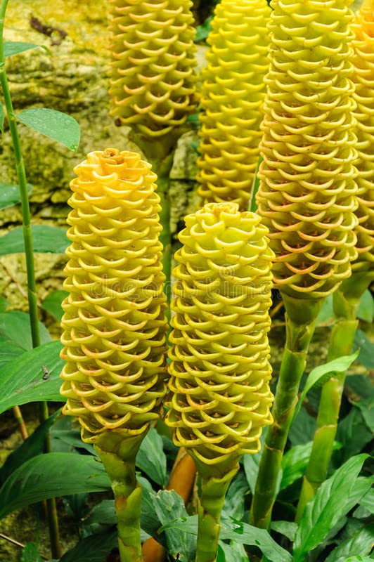 Heirloom Non-GMO Beehive Ginger Flower Seeds for Planting – Exotic Tropical Garden Blooms - Non-GMO for planting in home garden