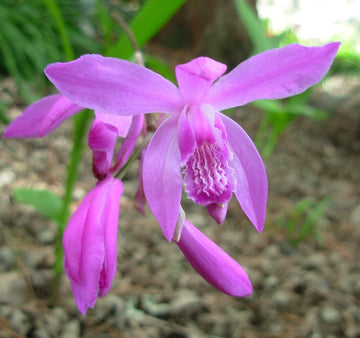 Heirloom Non-GMO Bletilla Striata Flower Seeds for Hardy Orchid and Shade Garden Planting