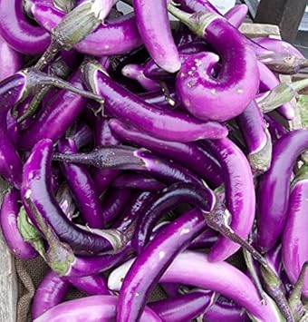 Purple Eggplant Vegetable Seeds for Planting - 100 Pcs pcs
