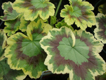 Green & Brown Geranium Flower Seeds for Planting - Heirloom & Non-GMO Seeds