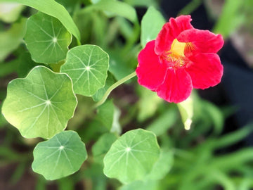 Red Hanging Nasturtium Seeds for Planting - Heirloom seeds for Home Garden, GMO Free