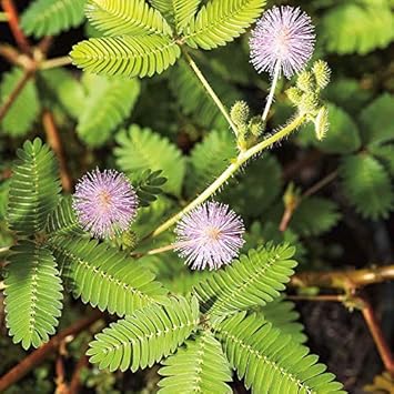 Lavender Mimosa Pudica Plant Seeds for Planting - NON GMO Seeds