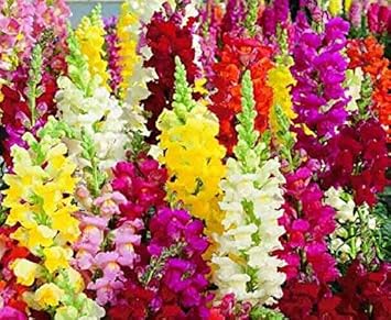 Mixed Snapdragon Flower Seeds - 100 pcs for planting in your garden.