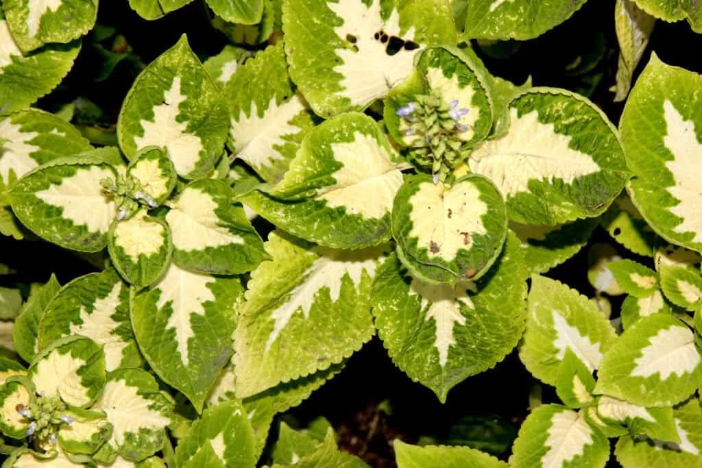Green White Coleus Plant Seeds for Planting â€“ NON GMO Seeds for planting in home garden
