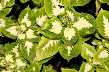 Green White Coleus Plant Seeds for Planting â€“ NON GMO Seeds