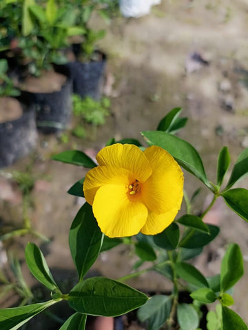 Yellow Flax Hybrid Flower Seeds for Planting - 100 pcs