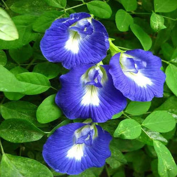 Heirloom Non-GMO Clitoria Flower Seeds for Vibrant Blue Garden Blooms and Herbal Planting