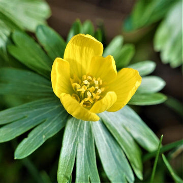 Hyemalis Flower Seeds for Planting - 100 pcs