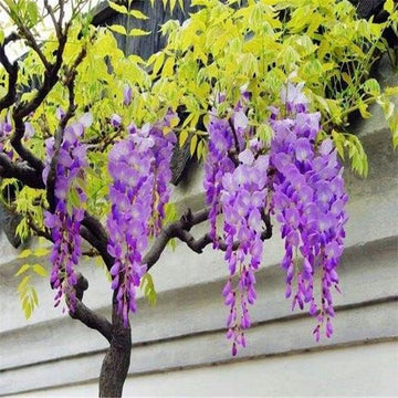 Japanese Wisteria Floribunda Purple Climbing Vine Seeds for Planting â€“ Non-GMO Heirloom