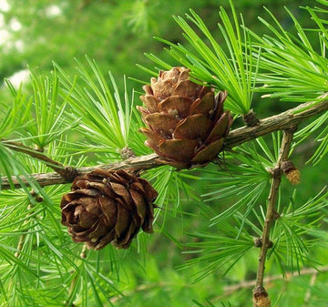 Brown Larix Decidua Plant Seeds – Hardy Tree for Your Garden -Heirloom & Non-GMO Seeds for planting – Fresh Herb for Your Garden