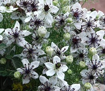White Nigella African Flower Seeds for Planting - NON GMO Seeds