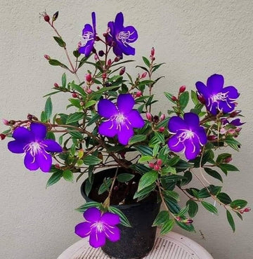 Purple Tibouchina Flower Seeds for Planting - NON GMO Seeds