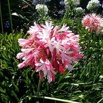 Pink Agapanthus Flower Seeds for Planting - 100 pcs