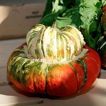 Turks Turban Cucurbita Seeds for Planting, 100 Pcs pcs